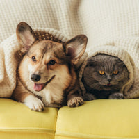 PETS